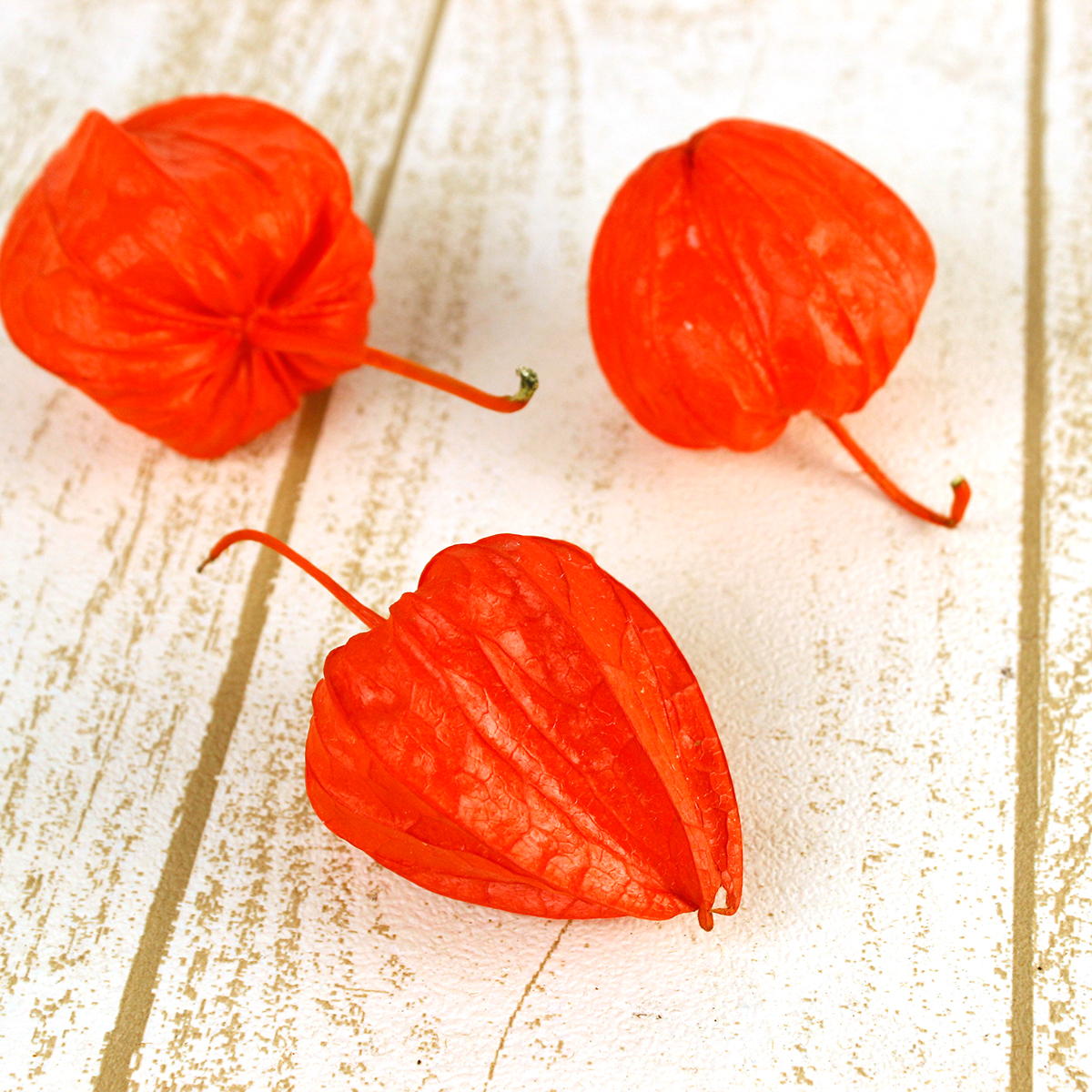 ほおずき　実　生花　100個 生花/予約】全農おおいた 実ほおずき秀(1ケース約100個入り)※届