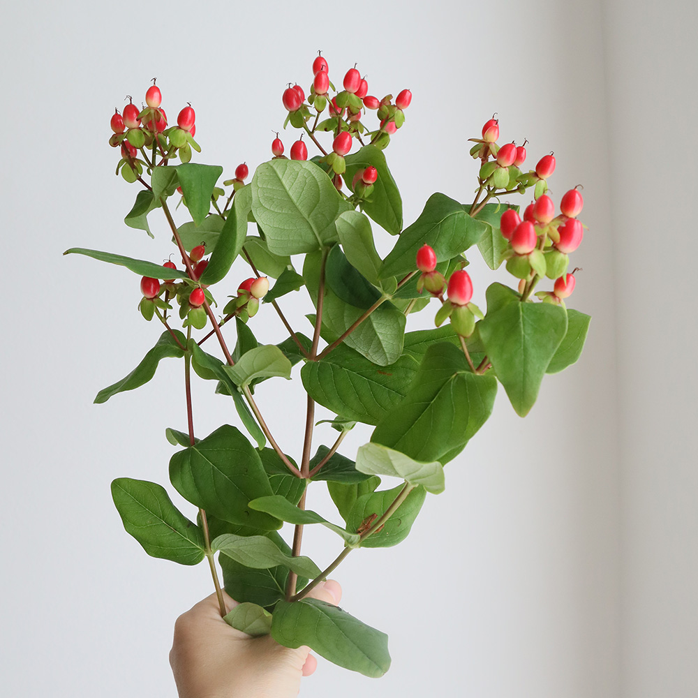 直前 生花 国産スプレーヒペリカム 真紅系 Lサイズ マジカルパッションなど 北信州ほか 通販 はなどんやアソシエ 直前 生花 国産スプレーヒペリカム 真紅系 Lサイズ マジカルパッションなど 北信州ほか 通販 はなどんやアソシエ