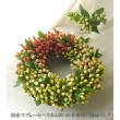【08直前!!】国産スプレーヒペリカム　Mロイヤルプリンセス　※訳アリのため特価