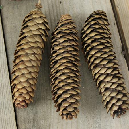 ド～ンと200本セット国産天然素材 ドイツトウヒの松ぼっくり/松かさ ド