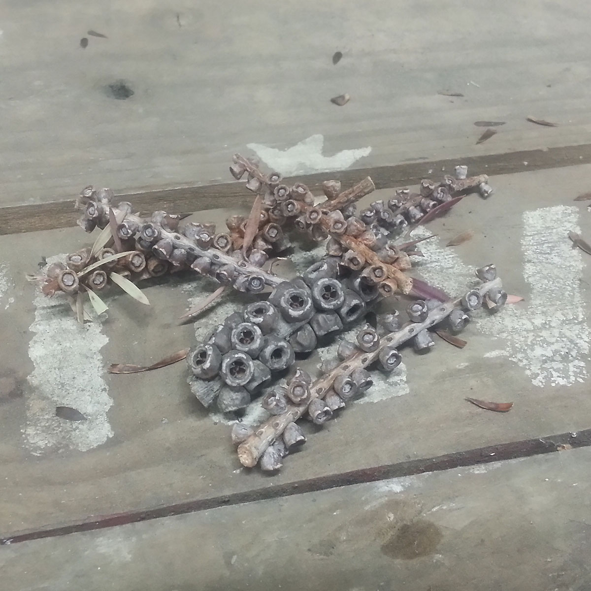 生花】【ドライ】ブラシの木の実【XX】 - 花材通販はなどんやアソシエ