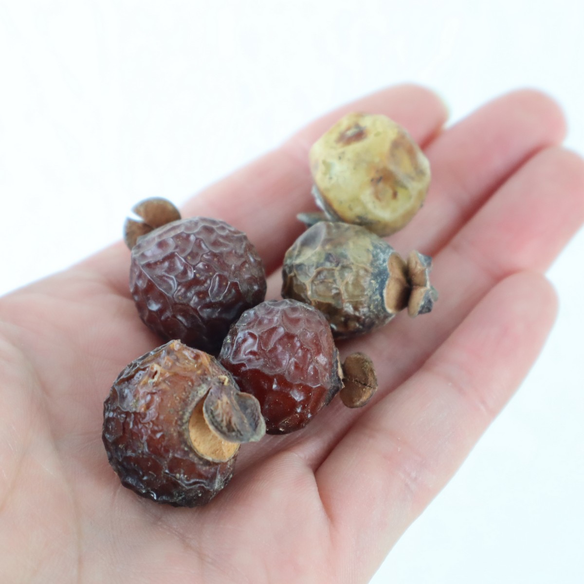 生花 ドライ ムクロジの実 皮つき 約45g 大鷹の森 Ma 3 現在濃い茶色 通販 はなどんやアソシエ