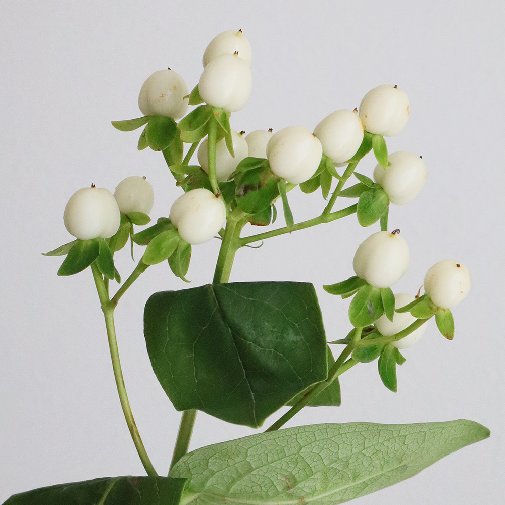 直前 ヒペリカム ココ ウノなど クリーム 白 通販 はなどんやアソシエ 直前 ヒペリカム ココ ウノなど クリーム 白 通販 はなどんやアソシエ