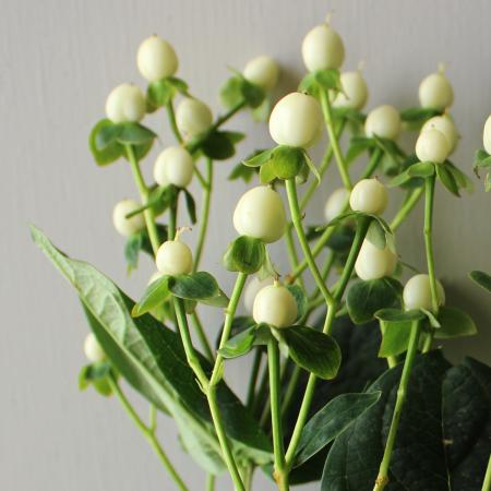 【直前!!!】ヒペリカム (白系)　ココ・ウノなど　50-60cm程度【生花】
