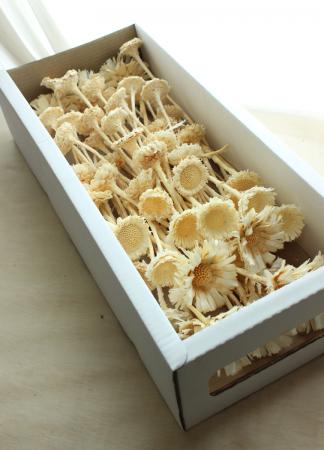 プロテア❇️ロゼット 2種類❣️ドライフラワー プロテア❇️ロゼット 2種類❣️ドライフラワー