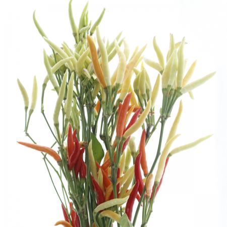 【生花】トウガラシ　パントミーヤホワイトR(60-70cm)淡黄色中心、オレンジ混ざり