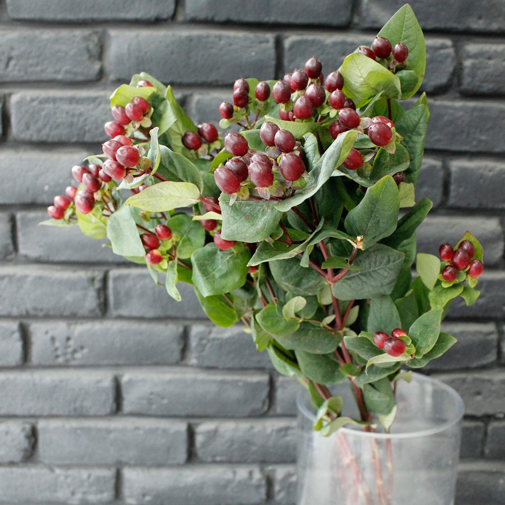 生花 ヒペリカム ロッキーロマンス 大粒 赤茶ワイン系 通販 はなどんやアソシエ