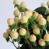 ※販売期間外※【直前!!!】ヒペリカム　ココジェラート（ベージュ系）