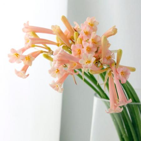 【生花】【三宅花き園】キルタンサス　マッケニー(ピンク)40cm【FJ】