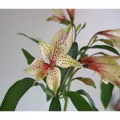 生花 三宅花き園 小輪アルストロメリア ヴァンベール 白グリーン系 通販 はなどんやアソシエ