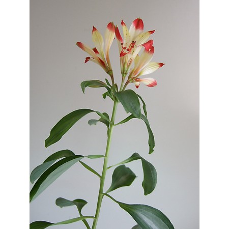 生花】【三宅花き園】小輪アルストロメリア 千代(60センチ