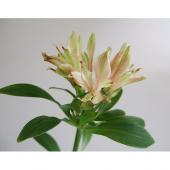 生花 三宅花き園 小輪アルストロメリア ヴァンベール 白グリーン系 通販 はなどんやアソシエ