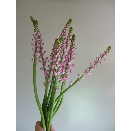 【生花】【三宅花き園】ラケナリア　ロゼア 30cm(ピンク)【FJ】