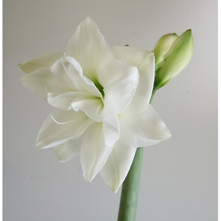 生花 三宅花き園 アマリリス コニンホワイト 八重白 通販 はなどんやアソシエ 生花 三宅花き園 アマリリス コニンホワイト 八重白 通販 はなどんやアソシエ