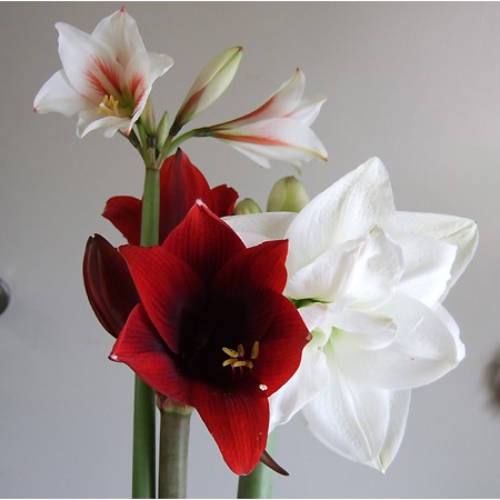 生花 三宅花き園 アマリリス コニンホワイト 八重白 通販 はなどんやアソシエ 生花 三宅花き園 アマリリス コニンホワイト 八重白 通販 はなどんやアソシエ