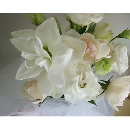 生花 三宅花き園 アマリリス コニンホワイト 八重白 通販 はなどんやアソシエ 生花 三宅花き園 アマリリス コニンホワイト 八重白 通販 はなどんやアソシエ