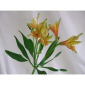 生花 三宅花き園 小輪アルストロメリア ヴァンベール 白グリーン系 通販 はなどんやアソシエ