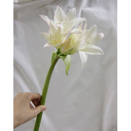 生花 三宅花き園のベラドンナリリー フェバリット 60センチ以上 入荷少ない Fj 通販 はなどんやアソシエ 生花 三宅花き園のベラドンナリリー フェバリット 60センチ以上 入荷少ない Fj 通販 はなどんやアソシエ