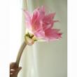 HptSale!【直前】【三宅花き園】ベラドンナリリー　ピンクシェード(2L)★お試し特価!
