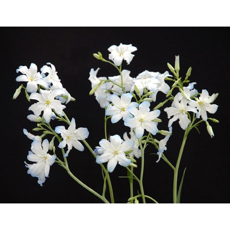 生花 三宅花き園 ゼフィラ エレガンス M L 通販 はなどんやアソシエ 生花 三宅花き園 ゼフィラ エレガンス M L 通販 はなどんやアソシエ