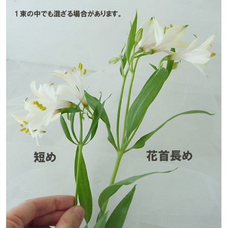 三宅花き園】アルストロメリア スポットレス (白系)※期間限定・入荷少