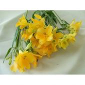 黄アルストロメリア フルレート 黄アルストロメリア フルレート 黄アルストロメリア フルレート