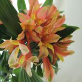 生花 三宅花き園 小輪アルストロメリア ヴァンベール 白グリーン系 通販 はなどんやアソシエ