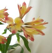 信州産　アルストメリア・藤袴・銀貨草・黄色の小花　joy様のご確認用です♪ 信州産 アルストメリア・藤袴・銀貨草・黄色の小花 joy様のご確認用