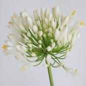 生花】【三宅花き園】大輪アガパンサス ホワイトヘブン(大)【FJ】 - 花