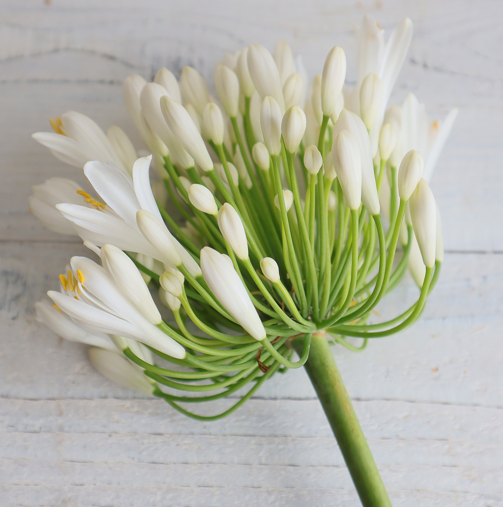 直前 三宅 アガパンサス ホワイトヘブン 大 生花 通販 はなどんやアソシエ 直前 三宅 アガパンサス ホワイトヘブン 大 生花 通販 はなどんやアソシエ