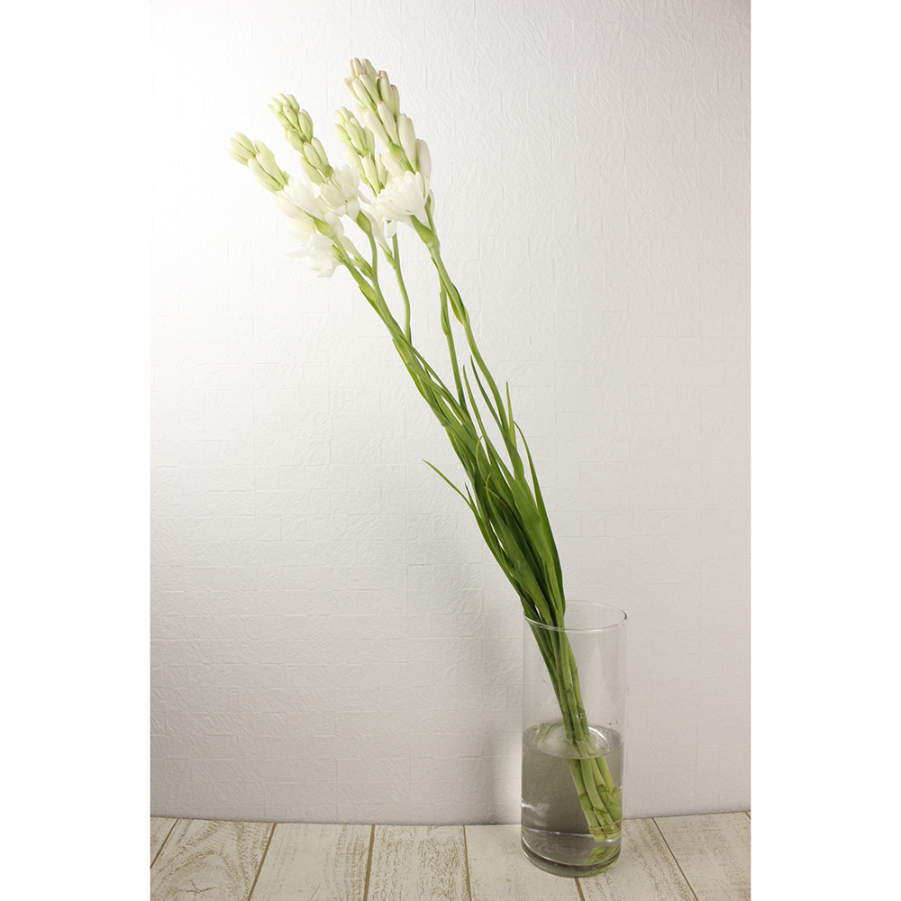 直前 三宅花き園 チューベローズ 生花 通販 はなどんやアソシエ 直前 三宅花き園 チューベローズ 生花 通販 はなどんやアソシエ