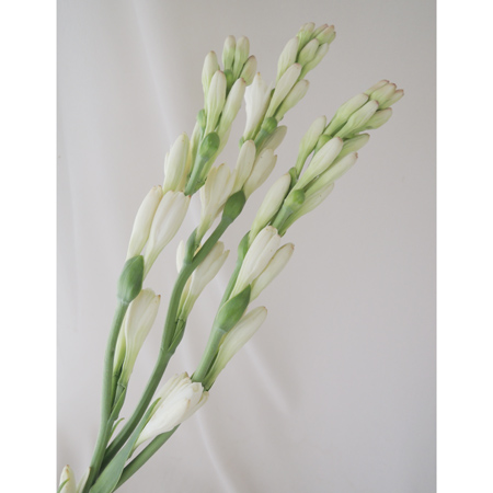 直前 三宅花き園 チューベローズ 生花 通販 はなどんやアソシエ 直前 三宅花き園 チューベローズ 生花 通販 はなどんやアソシエ