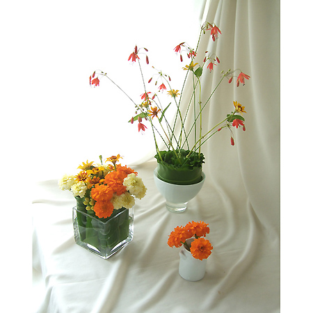 生花】【三宅花き園】ベッセラ エレガンス(朱赤)※入荷小【FJ】 - 花材