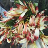 生花 三宅花き園 小輪アルストロメリア ヴァンベール 白グリーン系 通販 はなどんやアソシエ