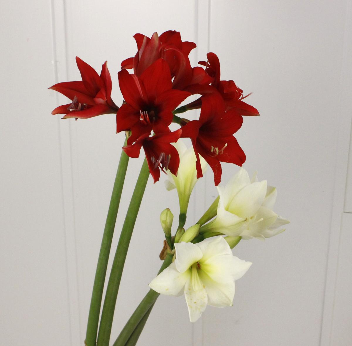 生花 三宅花き園 アマリリス サウザンホワイト 小輪系 入荷少 通販 はなどんやアソシエ 生花 三宅花き園 アマリリス サウザンホワイト 小輪系 入荷少 通販 はなどんやアソシエ