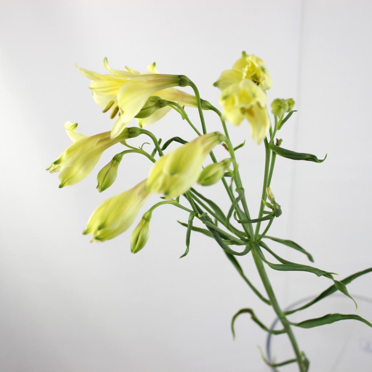 直前!】【三宅花き園】アルストロメリア スイートクリーム 80cm 【生花