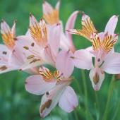 生花】【三宅花き園】アルストロメリア・リグツ ペールピンクシェード