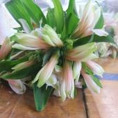 生花 三宅花き園 小輪アルストロメリア ヴァンベール 白グリーン系 通販 はなどんやアソシエ