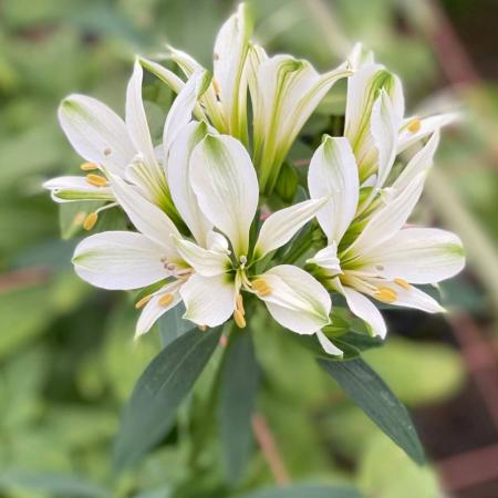 生花】【三宅花き園】小輪アルストロメリア 純白【FJ】 - 花材通販は