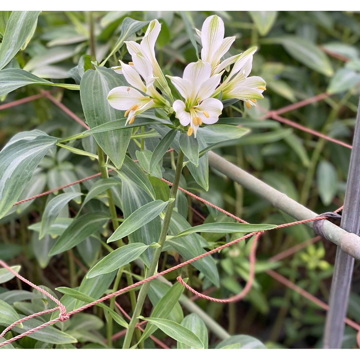 生花 三宅花き園 小輪アルストロメリア 純白 通販 はなどんやアソシエ
