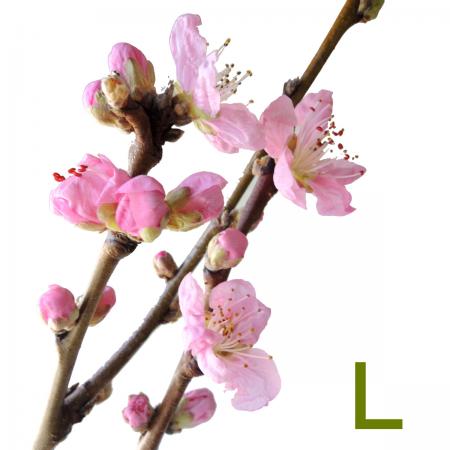 桃の花 楽天市場】花桃 八重咲きの通販