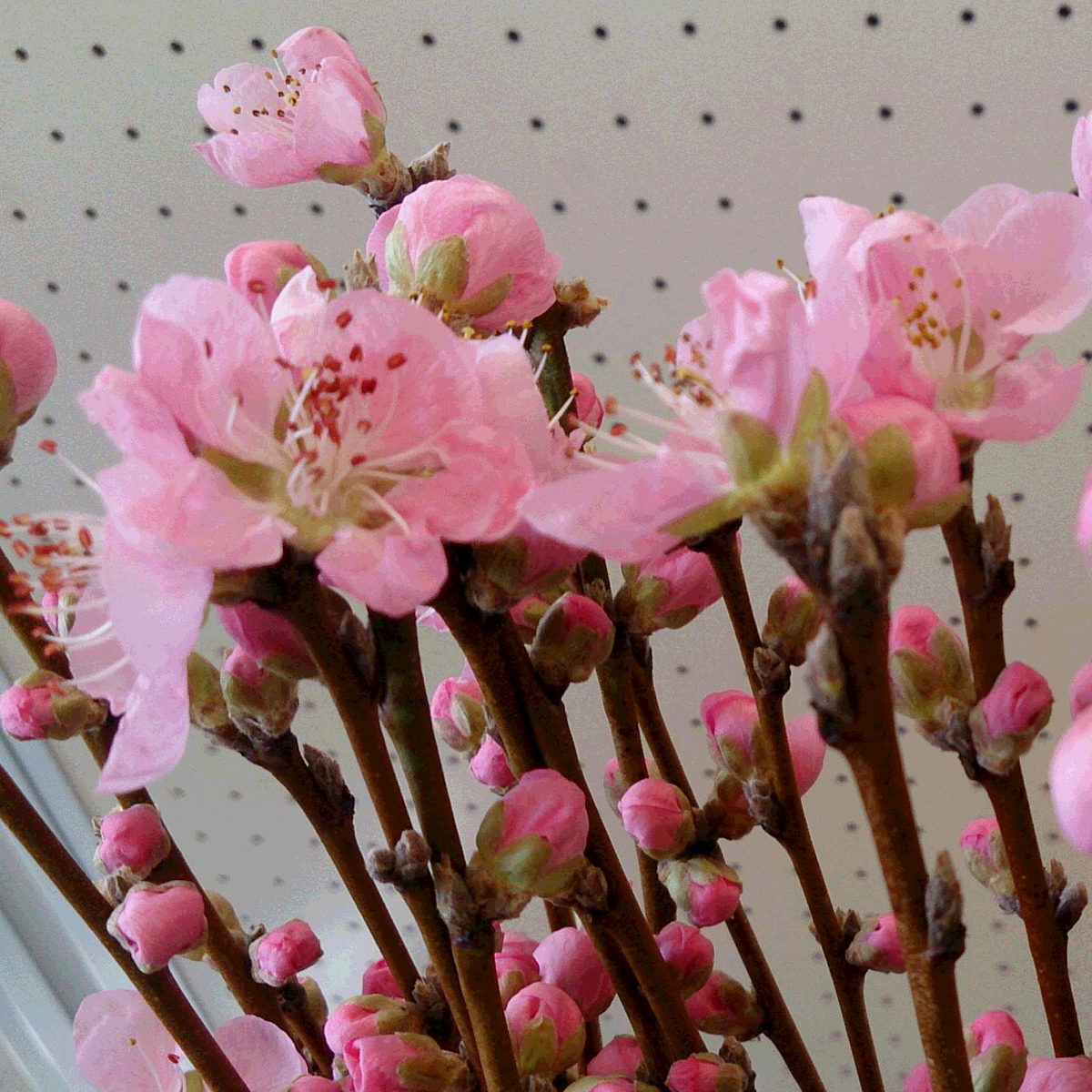 【在】京子の花桃・さきがけ　S(ケース200本入り・横箱出荷でも可)