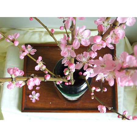 【生花】花桃あけぼの　L　 【届日限定2/25-28】