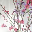 【生花】花桃あけぼの　M　 【届日限定2/25-26】
