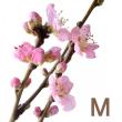 【生花】花桃あけぼの　M　 【届日限定2/25-26】