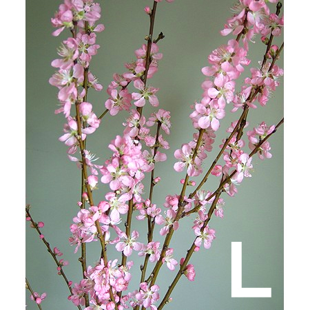 【ITA】桃の節句〜花桃 あけぼの2L　(2/4〜2/10届け)