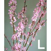 桃の花 hnb-v23089_2.jpg