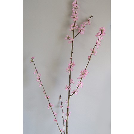 ITA】桃の節句〜花桃 あけぼの2L (2/4〜2/10届け) - 花材通販はなどん