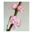 【ITA】桃の節句〜花桃 あけぼの2L　(2/4〜2/10届け)