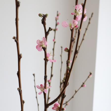 【生花】花桃 あけぼの　L　【届日限定3/1-5】